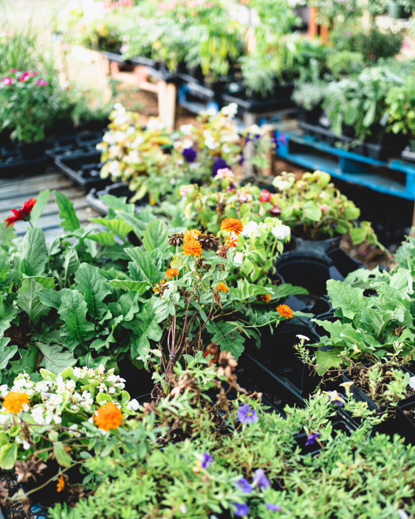 plants for sale at Biggers Market Wilmington, NC