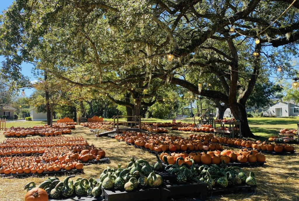 Hampstead United Methodist Church, home to one of our favorite pumpkin patches in the NC area