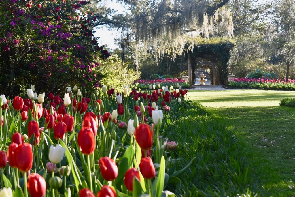 tulips in bloom at Airlie Gardens