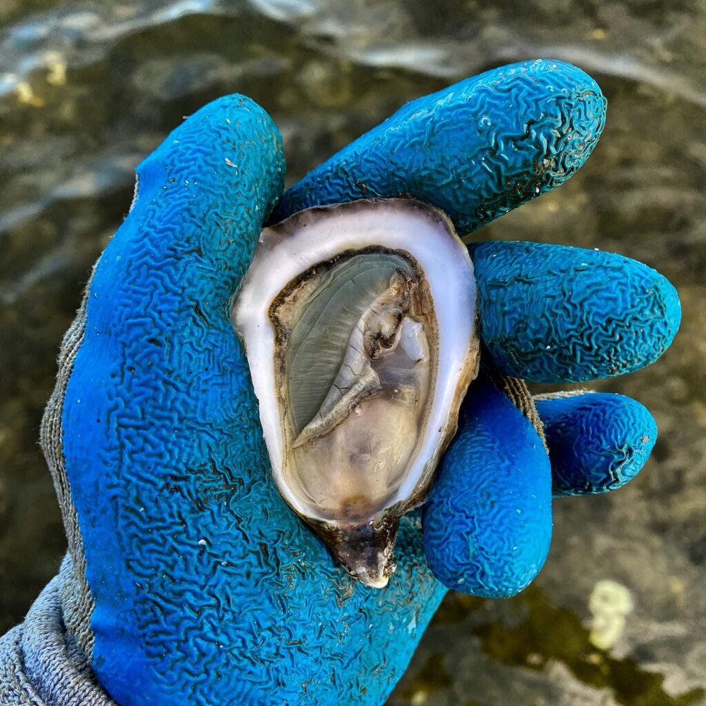 Green gills oysters from N. SEA Oyster Co oyster capital blog