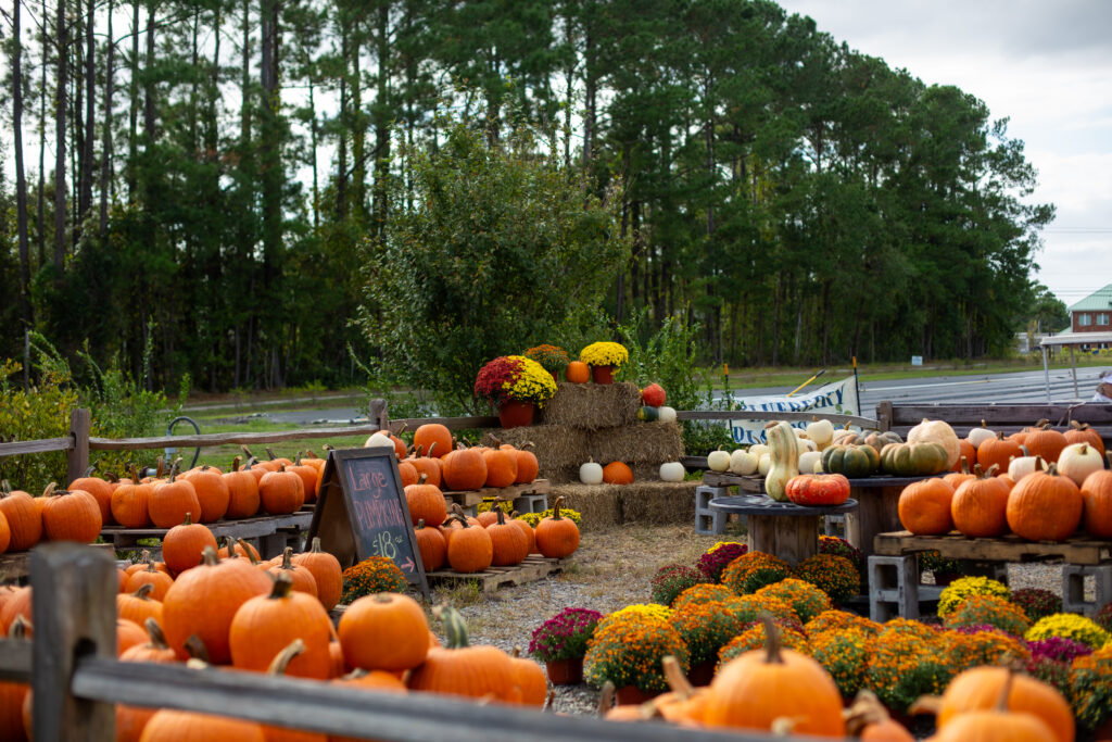 Pumpkins and mums for sale at Biggers Market, one of our favorite pumpkin patches to visit in the Wilmington area 