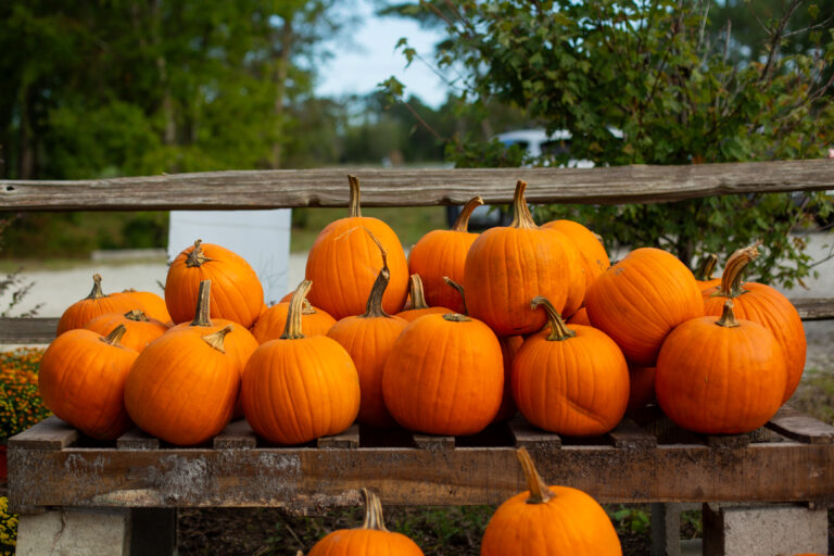Pumpkins stacked outside from our favorite pumpkin patches to visit in the Wilmington area Arth Real Estate Group