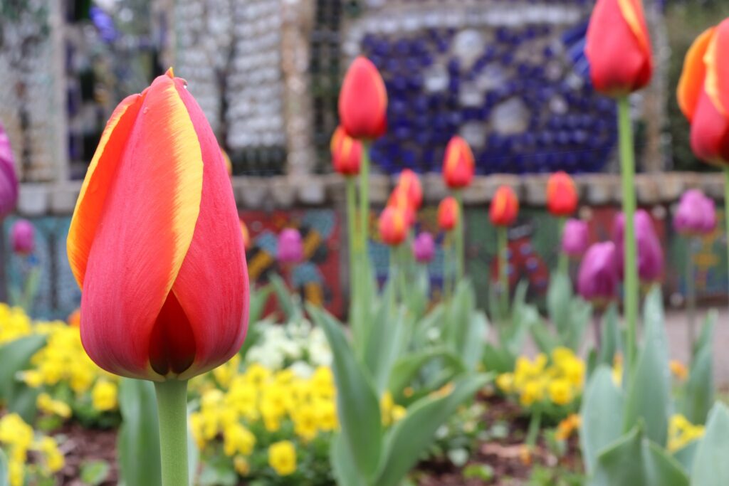 Tulips from Airlie Gardens in Wilmington, NC